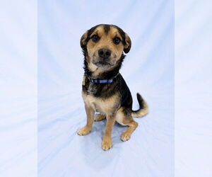Mutt Dogs for adoption in Sandy, UT, USA