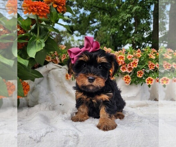 Medium Photo #2 Yorkshire Terrier Puppy For Sale in INDIANAPOLIS, IN, USA