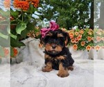 Small #1 Yorkshire Terrier