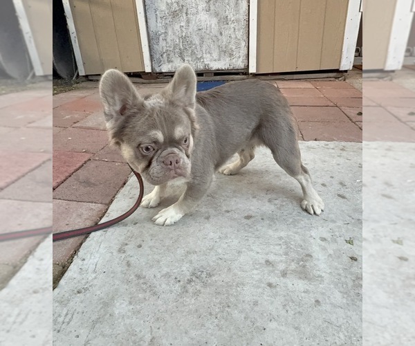 Medium Photo #2 French Bulldog Puppy For Sale in SOUTH GATE, CA, USA