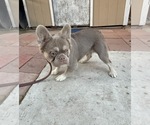Small #1 French Bulldog