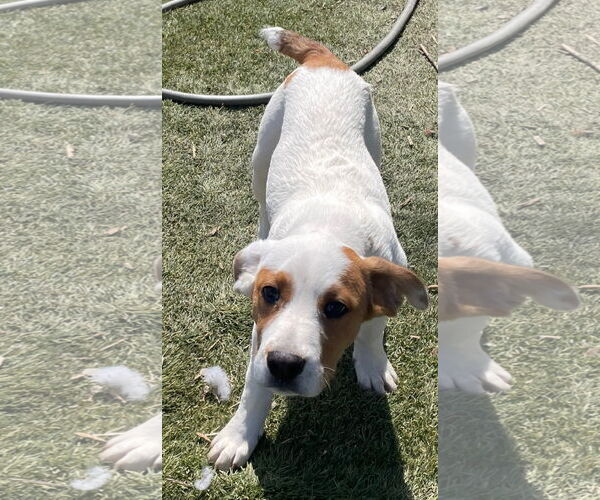 Medium Photo #9 Mutt Puppy For Sale in Tracy City, TN, USA