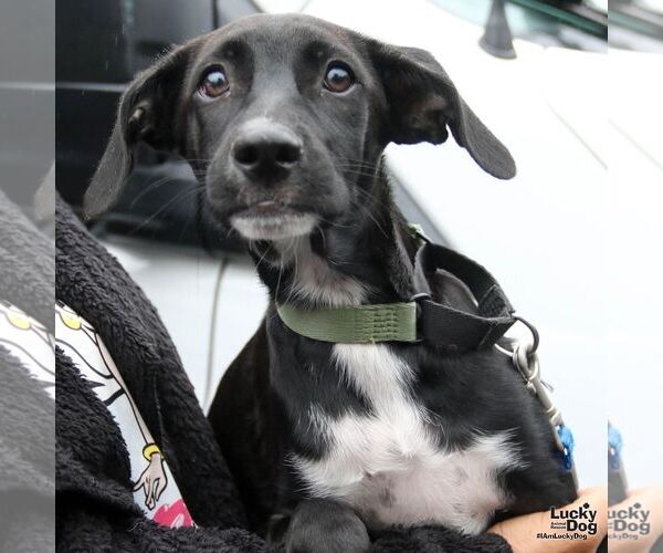 Medium Photo #3 Mutt Puppy For Sale in Washington, DC, USA