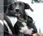 Small #2 Mutt