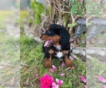 Puppy Puppy 6 Bernedoodle