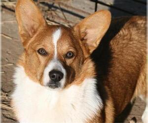 Mother of the Pembroke Welsh Corgi puppies born on 05/20/2023