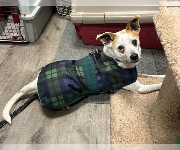 Medium Photo #2 Rat Terrier-Unknown Mix Puppy For Sale in Stanhope, NJ, USA