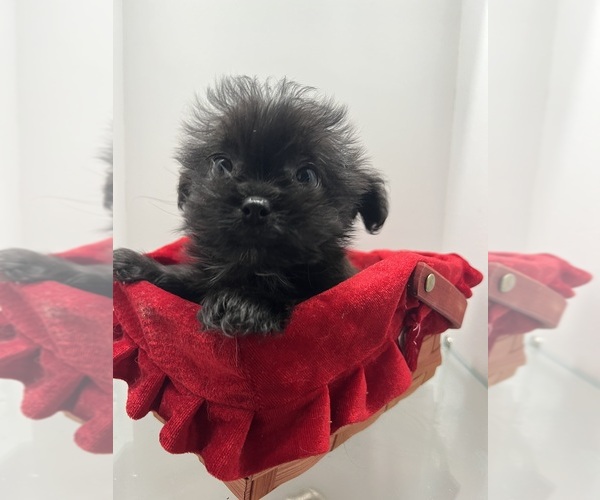 Medium Photo #1 Yorkipoo Puppy For Sale in GREENVILLE, NC, USA