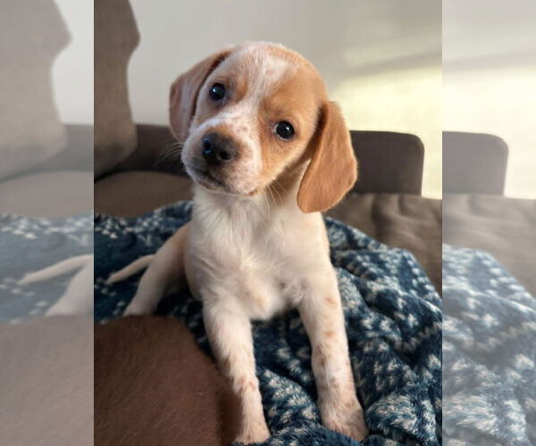 Medium Photo #1 Beagle-Unknown Mix Puppy For Sale in Germantown, OH, USA