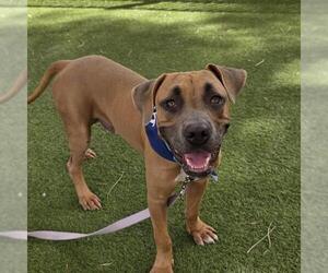 Mutt Dogs for adoption in Las Vegas, NV, USA