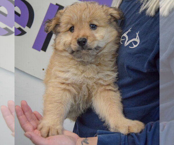 Medium Photo #4 Chow Chow-Unknown Mix Puppy For Sale in Huntley, IL, USA