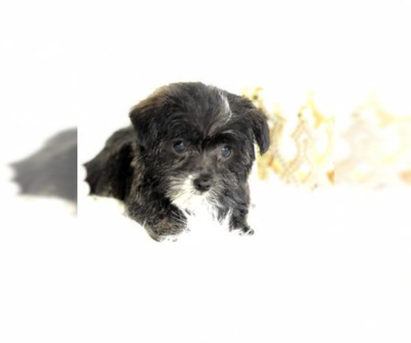 Medium Photo #6 Havashire Puppy For Sale in HOUSTON, TX, USA