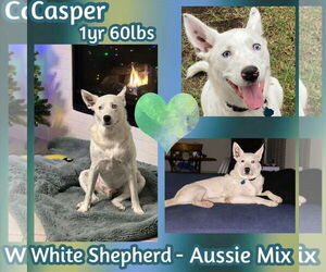 Australian Shepherd-Unknown Mix Dogs for adoption in Dallas, TX, USA