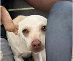 Small Mutt