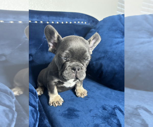 Medium Photo #10 French Bulldog Puppy For Sale in COLUMBUS, OH, USA