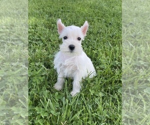 Schnauzer (Miniature) Puppy for sale in CANOGA, NY, USA