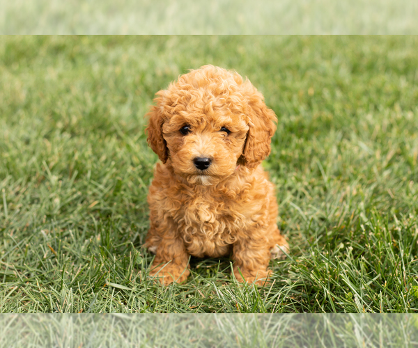 Medium Photo #2 Cock-A-Poo-Goldendoodle Mix Puppy For Sale in TOPEKA, IN, USA