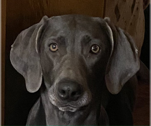 Weimaraner Dog for Adoption in JONESVILLE, Kentucky USA