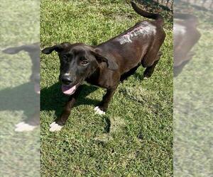 Great Dane Dogs for adoption in Conroe, TX, USA