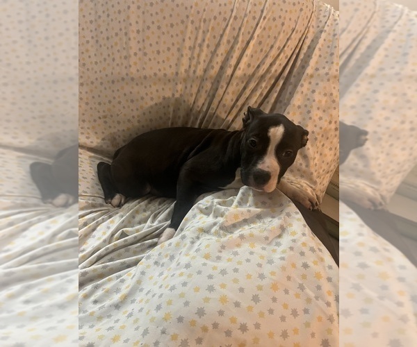 Medium Photo #10 American Pit Bull Terrier Puppy For Sale in BUFFALO, NY, USA