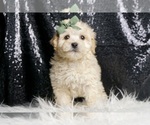 Small #2 Maltipoo