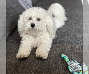Maltese Puppy for sale in FULLERTON, CA, USA