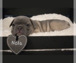 Puppy Nola French Bulldog