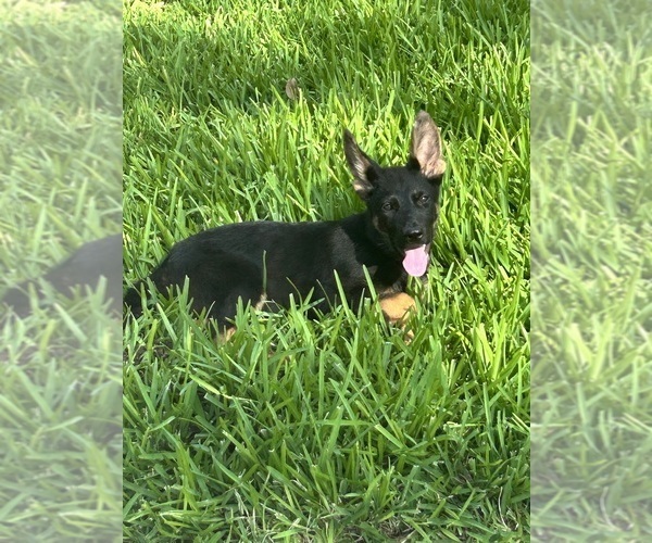 Medium Photo #19 German Shepherd Dog Puppy For Sale in TEMPLE, TX, USA