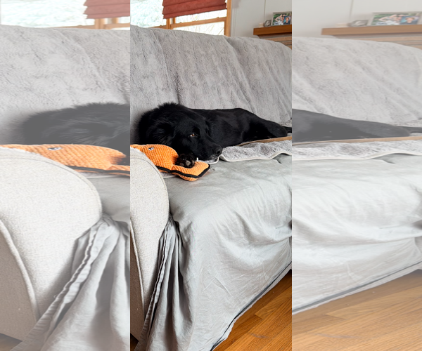 Medium Photo #4 Mutt Puppy For Sale in St. Louis Park, MN, USA