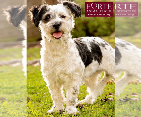 Medium Photo #7 Poodle (Miniature)-Unknown Mix Puppy For Sale in Marina del Rey, CA, USA