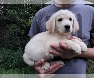 Golden Retriever Puppy for sale in WEAVERVILLE, NC, USA