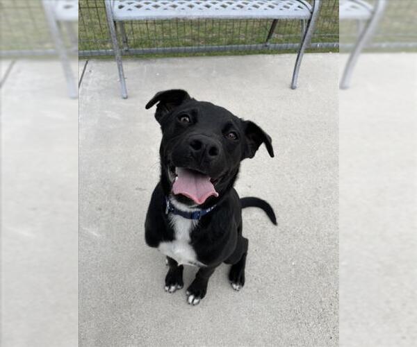Medium Photo #1 Labrador Retriever-Unknown Mix Puppy For Sale in Corpus Christi, TX, USA