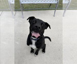 Labrador Retriever-Unknown Mix Dogs for adoption in Corpus Christi, TX, USA