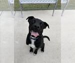 Small Labrador Retriever Mix