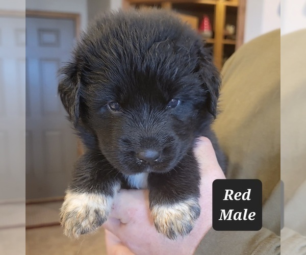 Medium Photo #2 Great Pyrenees-Newfoundland Mix Puppy For Sale in BERESFORD, SD, USA