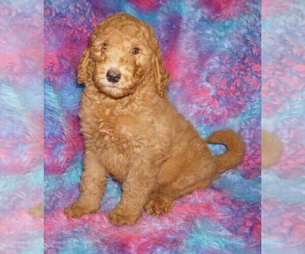 Medium Photo #1 Labradoodle Puppy For Sale in LA HABRA, CA, USA
