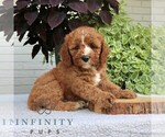Small #2 Cavapoo (Miniature)