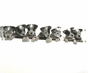 Australian Cattle Dog Puppy for sale in PALERMO, CA, USA