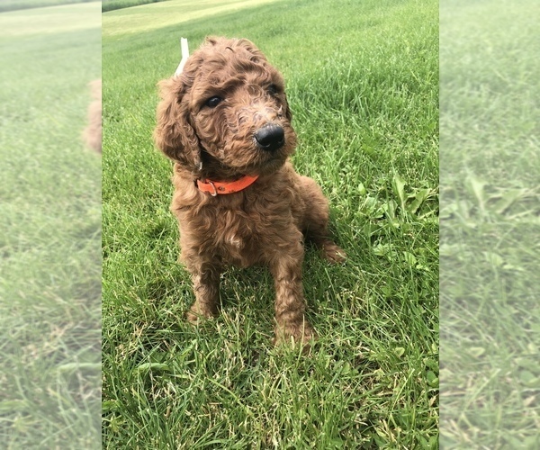 Medium Photo #11 Poodle (Standard) Puppy For Sale in VICTOR, NY, USA