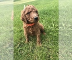 Small Photo #11 Poodle (Standard) Puppy For Sale in VICTOR, NY, USA