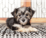 Small Morkie