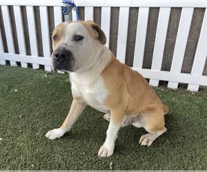 Staffordshire Bull Terrier-Unknown Mix Dogs for adoption in Modesto, CA, USA