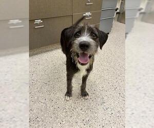 Mutt Dogs for adoption in Brighton, CO, USA