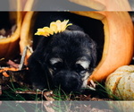 Small Photo #11 German Shepherd Dog Puppy For Sale in MONROE, NC, USA
