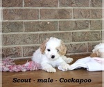 Small #3 Cock-A-Poo