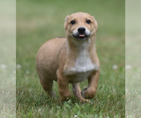 Medium Photo #6 German Shepherd Dog-Retriever  Mix Puppy For Sale in Mechanicsburg, PA, USA