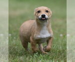Small #5 German Shepherd Dog-Retriever  Mix