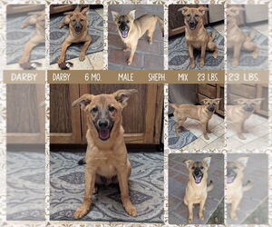 Mutt Dogs for adoption in Mesa, AZ, USA
