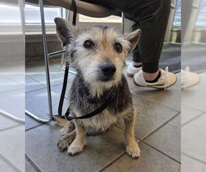 Mutt Dogs for adoption in San Antonio, TX, USA