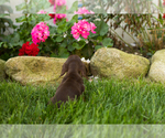 Small #5 Dachshund